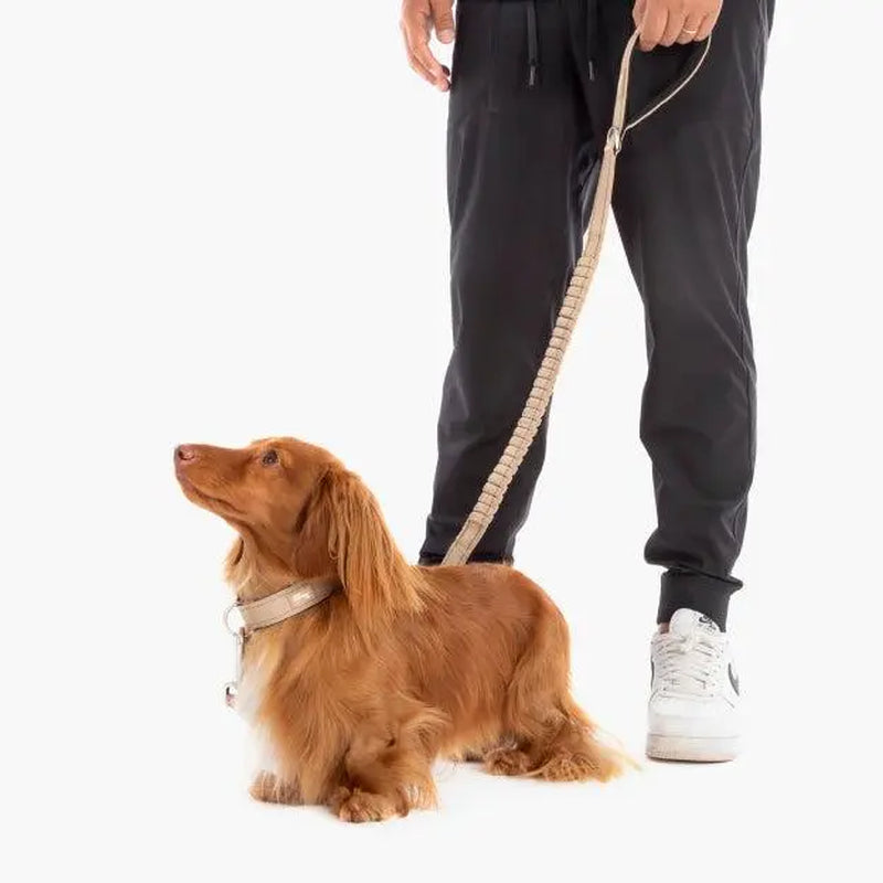 Dog Friendly Co. Bungee Dog Leash – Shock Absorbing, Reflective & Heavy Duty with Traffic Handle & Padded Grip Dog Leash