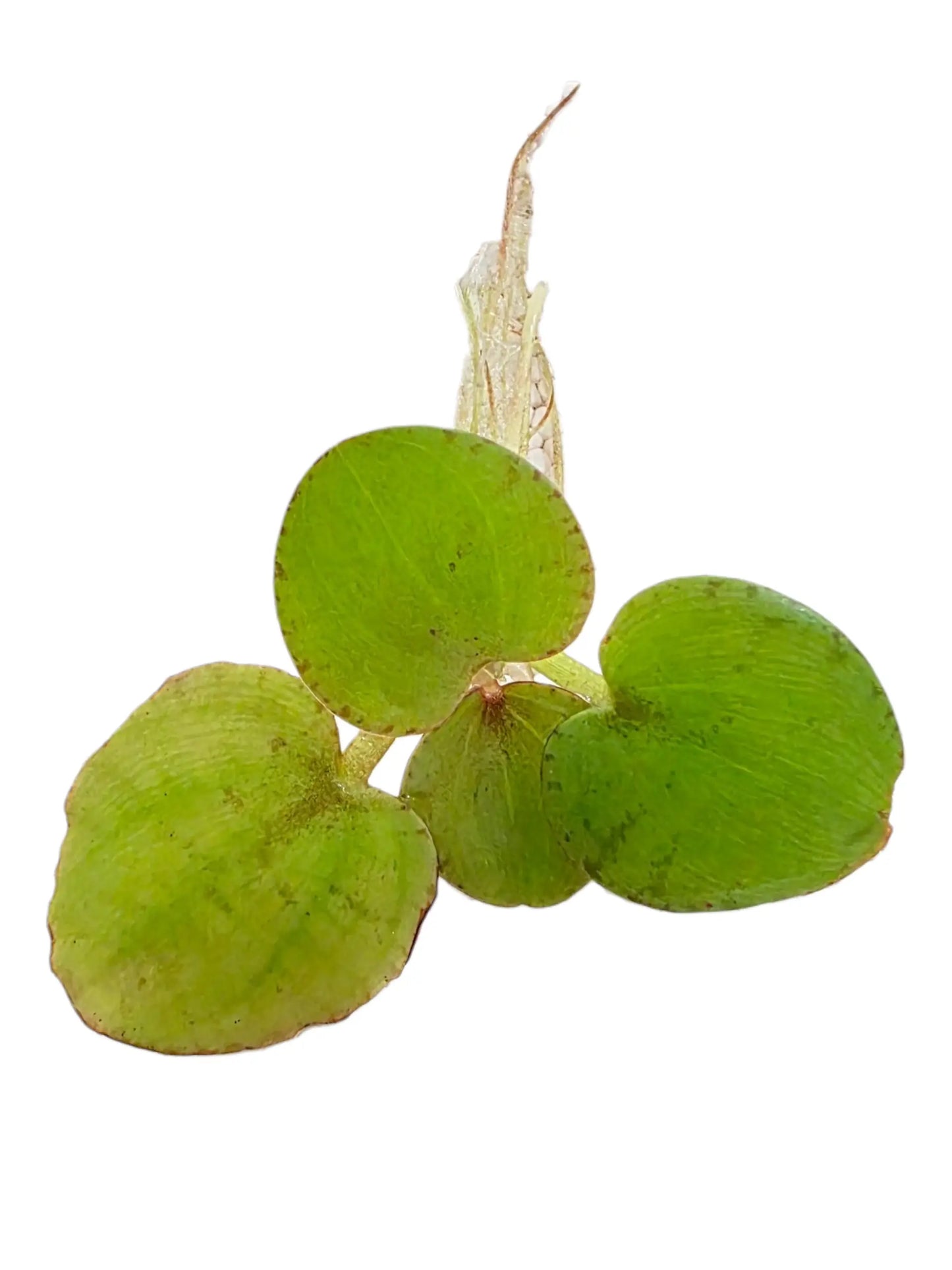 Tofu'S Tanks Frogbit Live Aquarium Floating Plant